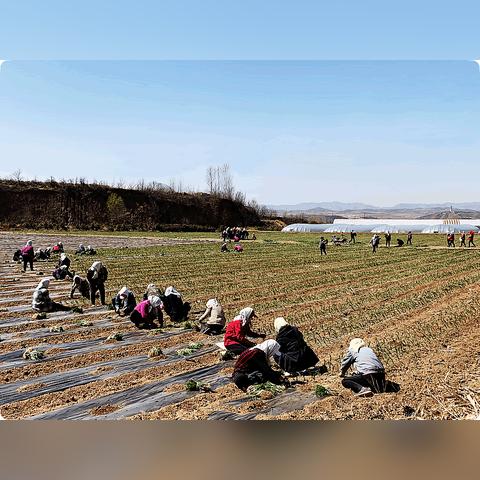 幻塔食材高效获取指南,轻松升级新技巧 幻塔食材高效获取指南,轻松升级新技巧