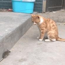 萌新鼠必看!《猫和老鼠》攻略:轻松上手的全新秘籍 萌新鼠必看!《猫和老鼠》攻略:轻松上手的全新秘籍