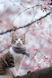 花香猫宠养成秘籍:4-5星省钱攻略大揭秘 花香猫宠养成秘籍:4-5星省钱攻略大揭秘