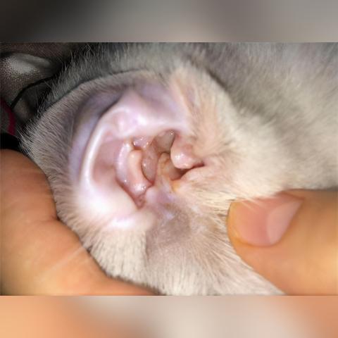 十大热门耐玩猫游戏盘点,揭秘猫咪世界无限魅力 十大热门耐玩猫游戏盘点,揭秘猫咪世界无限魅力