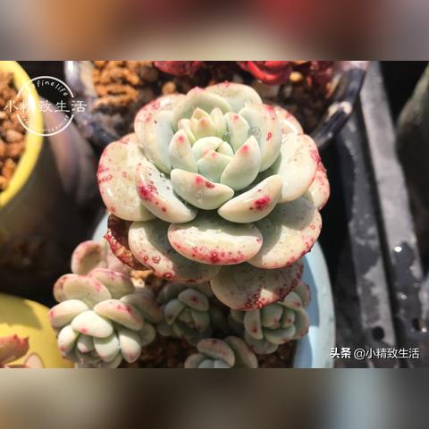 植物大战僵尸2攻略：世界挑战难点深度解析与技巧分享