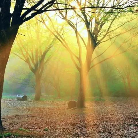 夏日乐园秘技：一池流畅玩攻略