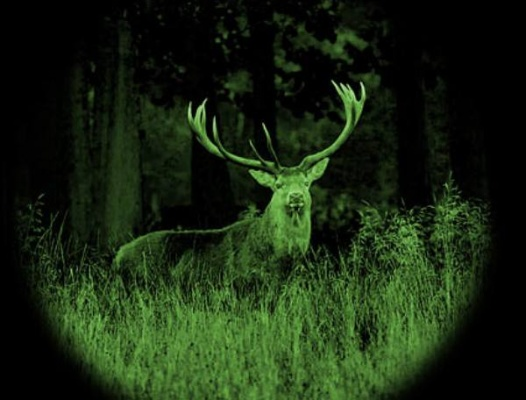 动物森林夜间狩猎养成秘籍:解锁神秘养成之道 动物森林夜间狩猎养成秘籍:解锁神秘养成之道