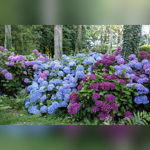 梦幻花园金币速获秘籍,轻松解锁财富之门 梦幻花园金币速获秘籍,轻松解锁财富之门