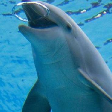 萌鱼泡泡新手必看:快速进阶攻略秘籍大公开 萌鱼泡泡新手必看:快速进阶攻略秘籍大公开