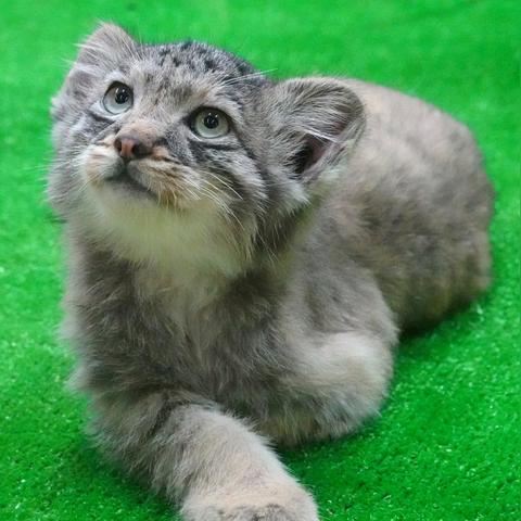 热门动物游戏盘点:人气飙升的趣味推荐大揭秘 热门动物游戏盘点:人气飙升的趣味推荐大揭秘