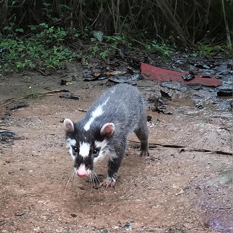 动物森林3鼠开局快速通关秘籍，高效攻略新解法