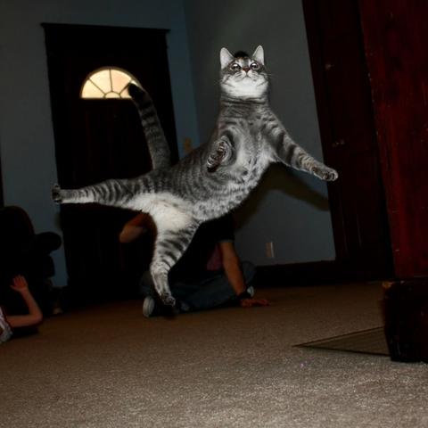 盘点热门猫游戏:精选趣味猫类游戏推荐 盘点热门猫游戏:精选趣味猫类游戏推荐