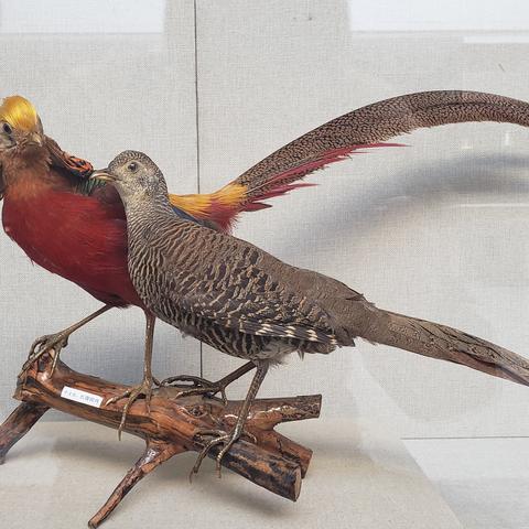 《黑神话:悟空》雄性妖怪成主流,玩家热议:是创新还是槽点? 《黑神话:悟空》雄性妖怪成主流,玩家热议:是创新还是槽点?