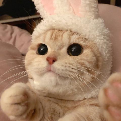 人气爆棚!盘点精选猫游戏,解锁猫咪新玩法 人气爆棚!盘点精选猫游戏,解锁猫咪新玩法