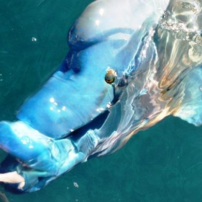 航海游戏热门排行揭晓:探索最佳海上冒险之旅 航海游戏热门排行揭晓:探索最佳海上冒险之旅