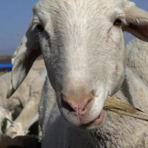 《羊了个羊》通关攻略:12月15日挑战成功秘籍! 《羊了个羊》通关攻略:12月15日挑战成功秘籍!