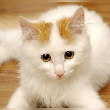 猫游戏盘点:十大经典猫咪游戏排行,趣味无限新体验 猫游戏盘点:十大经典猫咪游戏排行,趣味无限新体验