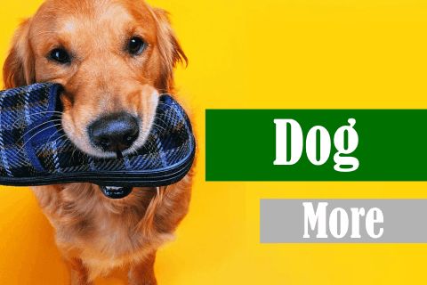 盘点十大热门狗游戏，揭秘必玩狗狗游戏排行！