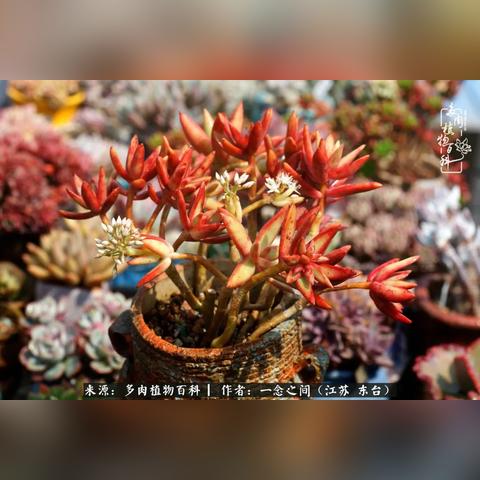 新手村全攻略揭秘：大千世界成长秘籍大公开