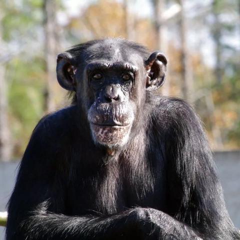 热门超人类主义游戏盘点:揭秘高人气玩法推荐 热门超人类主义游戏盘点:揭秘高人气玩法推荐