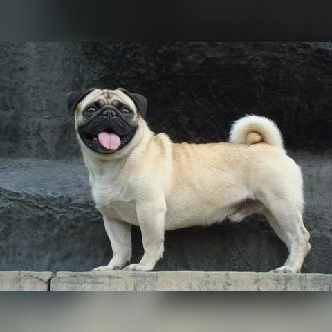 盘点热门狗游戏排行,解锁趣味宠物世界新体验 盘点热门狗游戏排行,解锁趣味宠物世界新体验