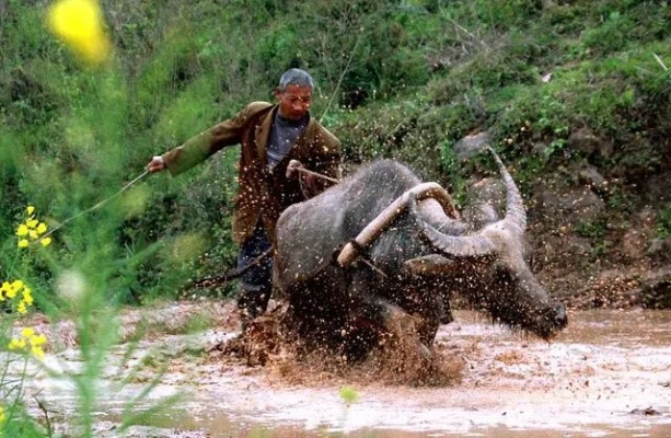 古法致富秘籍：揭秘农业时代种田暴富新策略