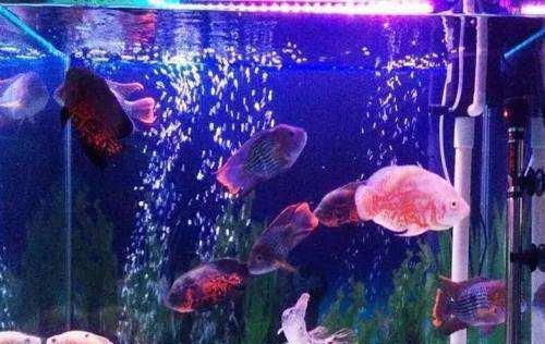 速学攻略!萌鱼泡泡:水瓶座速得技巧大揭秘 速学攻略!萌鱼泡泡:水瓶座速得技巧大揭秘