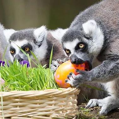 盘点最新狗游戏,揭秘热门趣味玩法推荐 盘点最新狗游戏,揭秘热门趣味玩法推荐