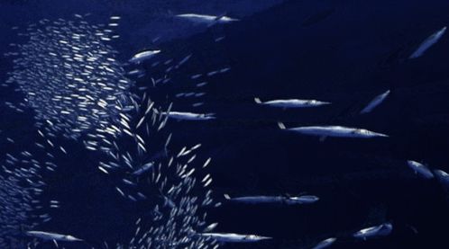 探索深海:盘点十大水底游戏,沉浸式体验新境界 探索深海:盘点十大水底游戏,沉浸式体验新境界