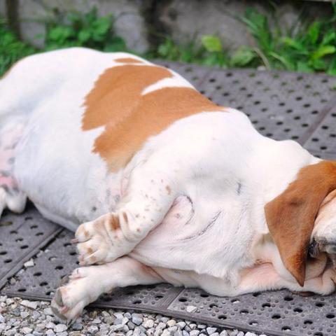 盘点热门狗游戏:揭秘人气飙升的犬类游戏精选 盘点热门狗游戏:揭秘人气飙升的犬类游戏精选