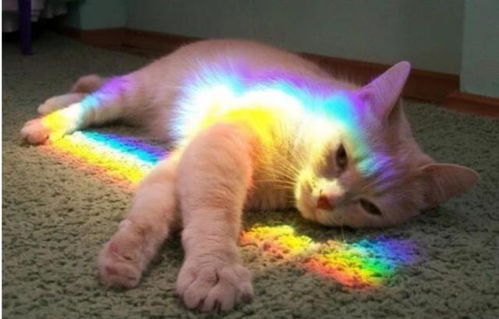 最新猫游戏盘点：揭秘趣味排行，趣味无限！