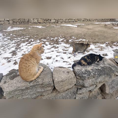 热门猫游戏盘点:揭秘最佳猫游新风向 热门猫游戏盘点:揭秘最佳猫游新风向