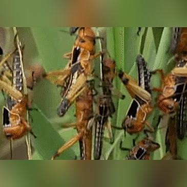 《心动小镇绿洲蝗捕捉攻略:隐藏位置大揭秘》 《心动小镇绿洲蝗捕捉攻略:隐藏位置大揭秘》