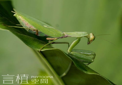 螳螂称霸攻略:动物森林开荒新利器 螳螂称霸攻略:动物森林开荒新利器