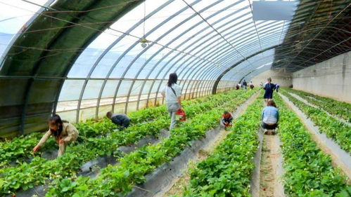 悠长假期收益揭秘:种菜攻略新价值解析 悠长假期收益揭秘:种菜攻略新价值解析