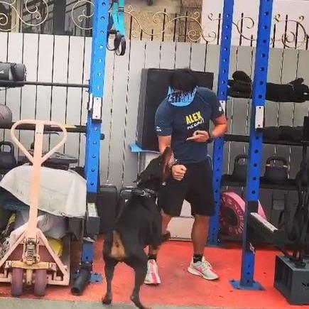 十大热门狗游戏盘点:人气飙升必玩精选推荐 十大热门狗游戏盘点:人气飙升必玩精选推荐