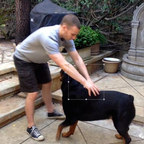 《超自然小狐狸捕捉攻略:高效技巧揭秘》 《超自然小狐狸捕捉攻略:高效技巧揭秘》