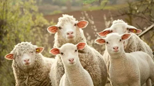 《羊了个羊》11.18第二关攻略:轻松通关秘籍大公开 《羊了个羊》11.18第二关攻略:轻松通关秘籍大公开