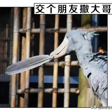 精选鸟游戏盘点:揭秘超好玩的游戏新宠 精选鸟游戏盘点:揭秘超好玩的游戏新宠