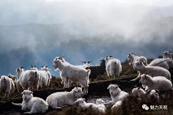 黑暗降临,羊群惊现神秘奇运! 黑暗降临,羊群惊现神秘奇运!