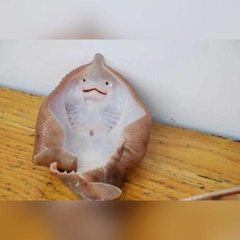 弹射游戏热门排行,揭秘下载量冠绝之作 弹射游戏热门排行,揭秘下载量冠绝之作