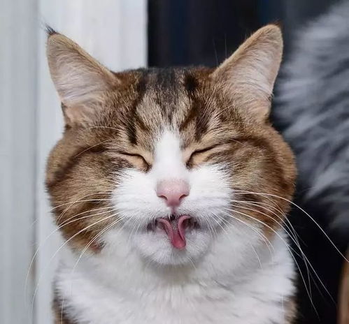 十大耐玩猫游戏盘点:揭秘猫咪世界新乐趣 十大耐玩猫游戏盘点:揭秘猫咪世界新乐趣