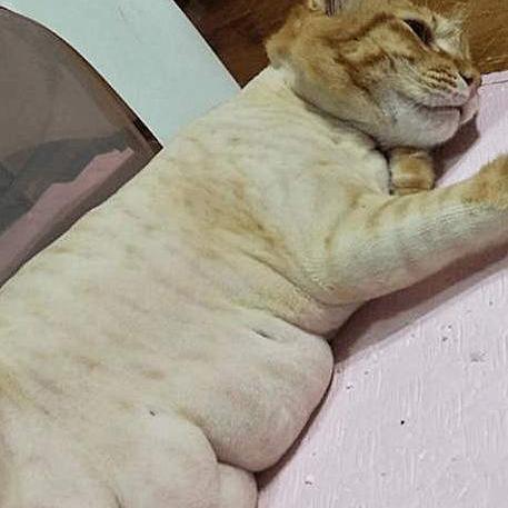 十大耐玩猫游戏推荐:盘点热门猫咪游戏新亮点 十大耐玩猫游戏推荐:盘点热门猫咪游戏新亮点