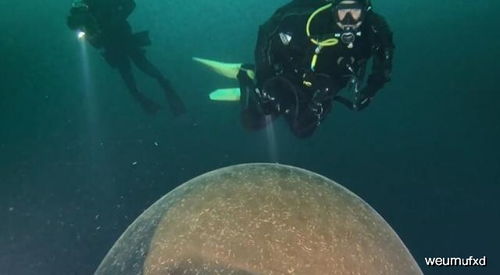 《井中生物》免费领!独家揭秘神秘水下生物世界 《井中生物》免费领!独家揭秘神秘水下生物世界