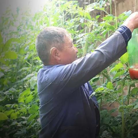 老农种树续命秘诀大公开,解锁长寿新技能 老农种树续命秘诀大公开,解锁长寿新技能