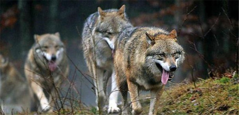 荒野求生必备:狼群捕猎技巧解析与生存智慧 荒野求生必备:狼群捕猎技巧解析与生存智慧