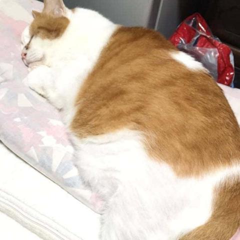 狗狗召唤喵星萌新,轻松入门游戏攻略秘籍 狗狗召唤喵星萌新,轻松入门游戏攻略秘籍