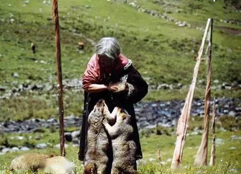 雷鸟金龙速通攻略,猴王梦游新境界 雷鸟金龙速通攻略,猴王梦游新境界