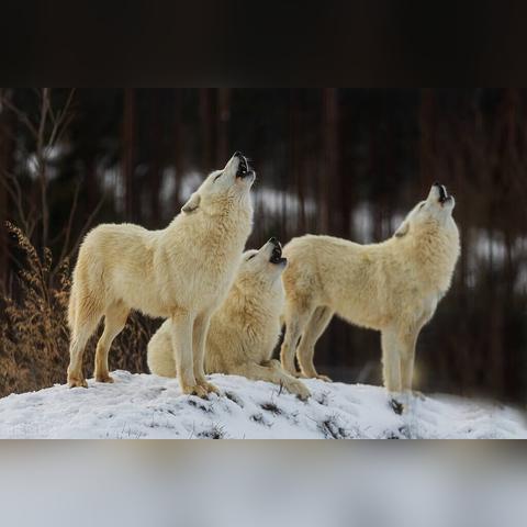 《饿狼传说群狼之城》角色连招攻略:独家连段集锦曝光 《饿狼传说群狼之城》角色连招攻略:独家连段集锦曝光