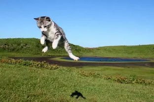 《母獾求生记:荒野探险寻嘎嘣脆宝藏》 《母獾求生记:荒野探险寻嘎嘣脆宝藏》