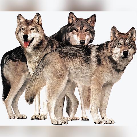 热门四人群战游戏盘点：精选热门4人单机佳作推荐