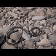 《生化7》狂暴挑战!最高难度敌人揭秘,极限生存大考验 《生化7》狂暴挑战!最高难度敌人揭秘,极限生存大考验