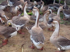 《鹅鸭杀》官网揭秘:独家链接速来! 《鹅鸭杀》官网揭秘:独家链接速来!