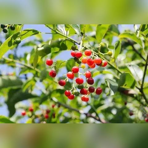 益智游戏盘点：揭秘十大经典排行榜，益智乐趣一网打尽